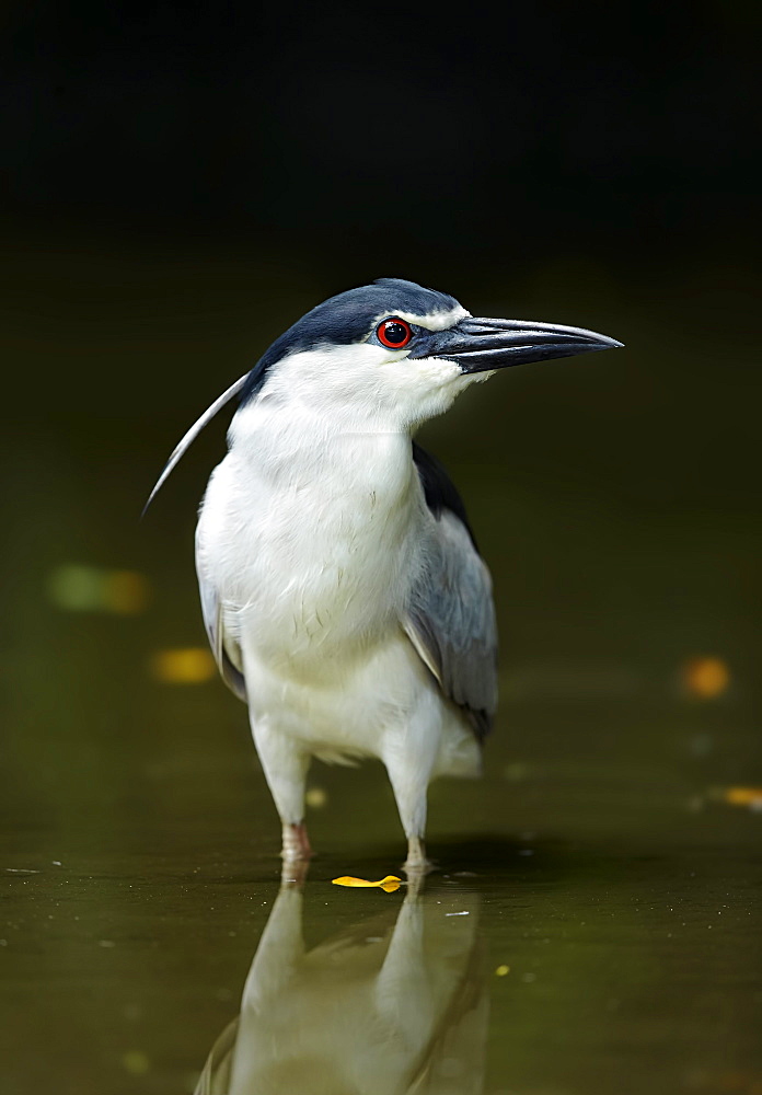 Wild Black-crowned Night-heron, Jurong Bird Park  Singapore