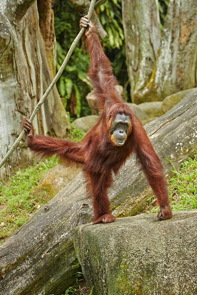 Orangutan hanging on liana, Singapore Zoo 