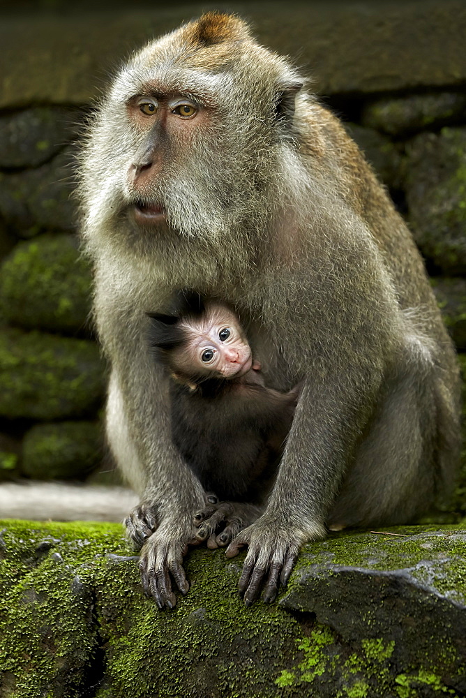 Long-tailed Macaques, Sacred Monkey Forest Sanctuary Bali