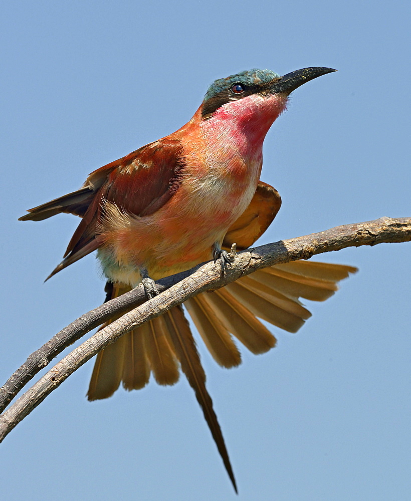 Carmine Bee-eater stretching on a branch, Botswana 