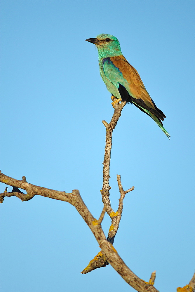 European Roller on branch, France