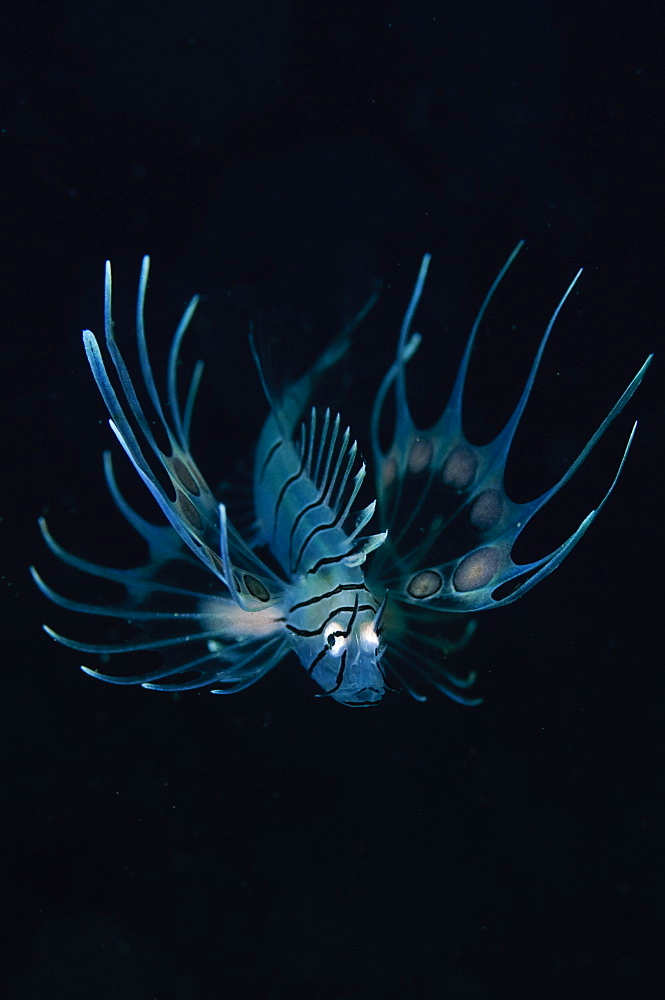 Juvenile lionfish, Beangabang Bay  Pantar Island  Indonesia