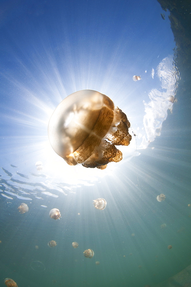 Jellyfish in a lake, Kakaban Island  Indonesia