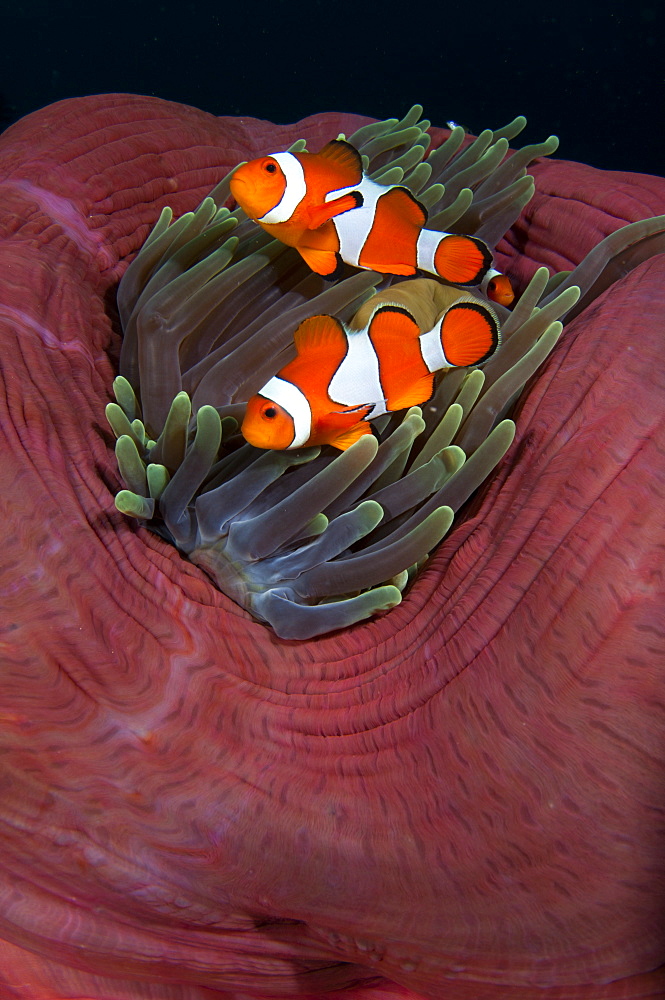 False clownfish in magnificent anemone, Komodo Indonesia 