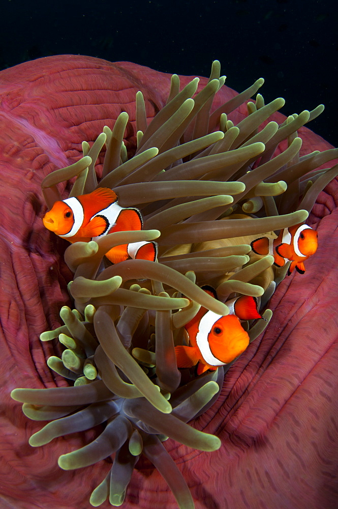 False clownfish in magnificent anemone, Komodo Indonesia 