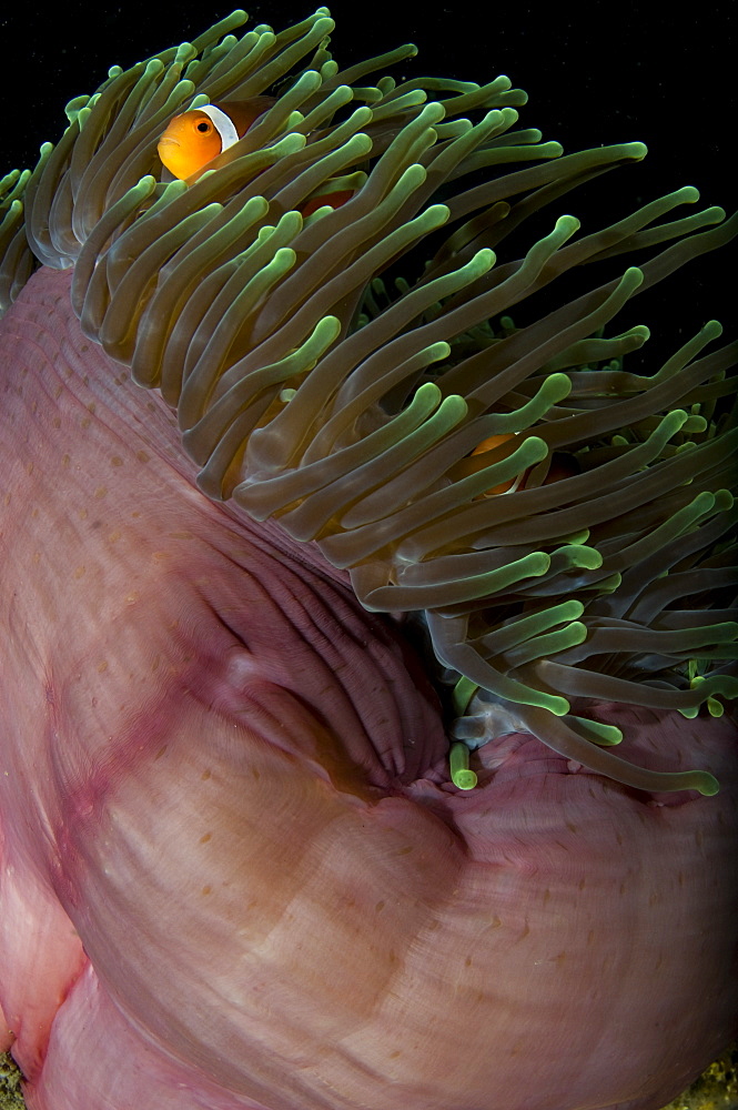 False clown anemonefish, Lembeh Strait  Indonesia