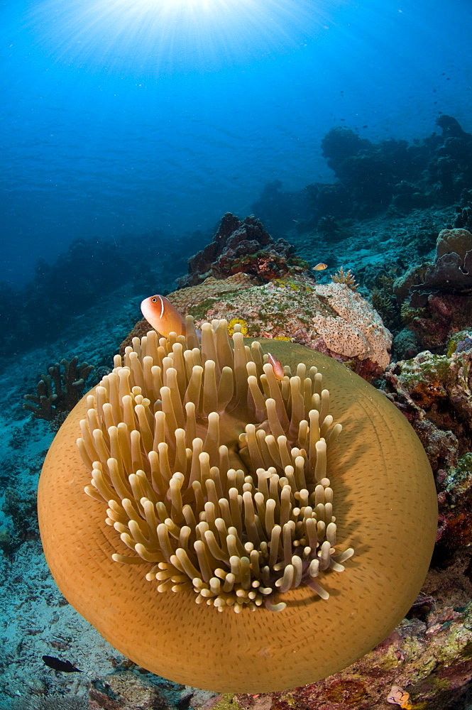 Magnificent anemone with Pink anemone fish-Bunaken Indonesia