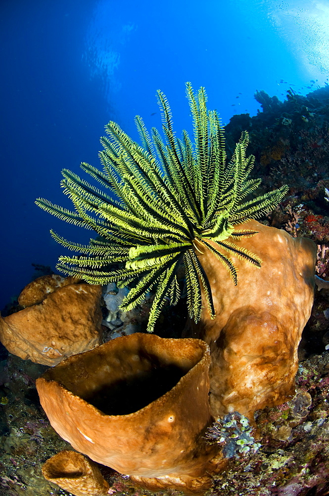 Yellow crinoid on large sponge, Bunaken NP  Indonesia