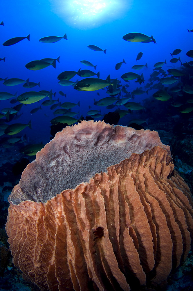 Giant barrel sponge and Unicornfish, Raja Ampat  Indonesia