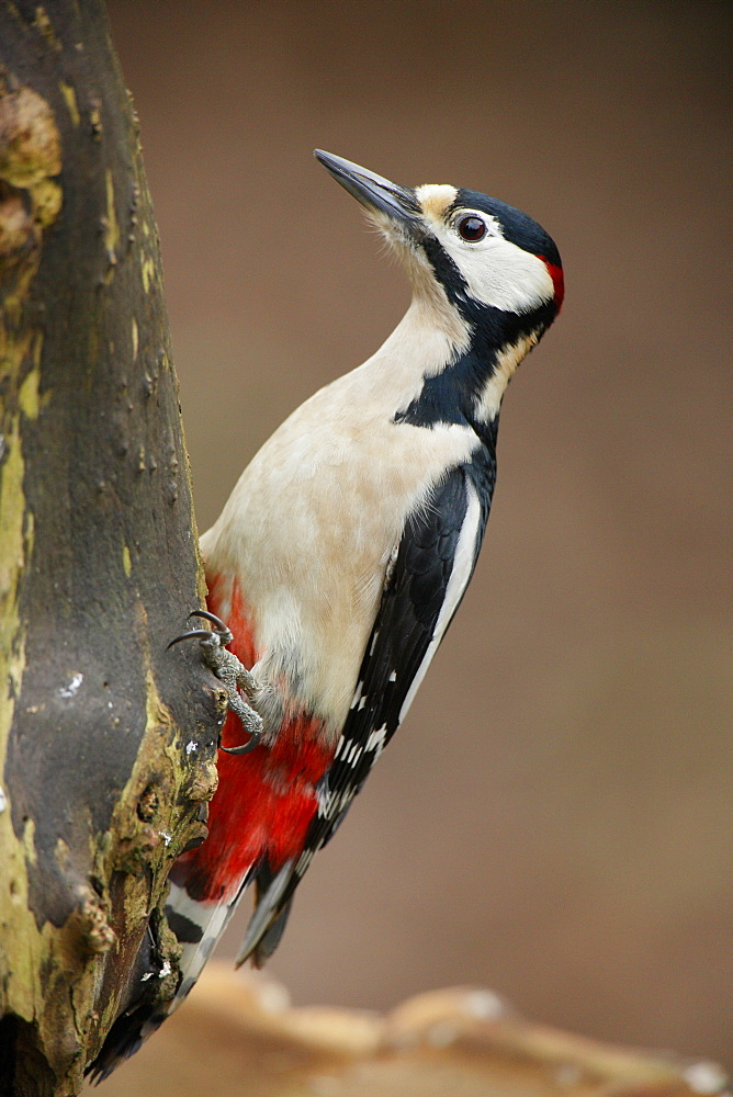 Great Spotted Woodpecker on a tree trunk, Ardennes Belgium 