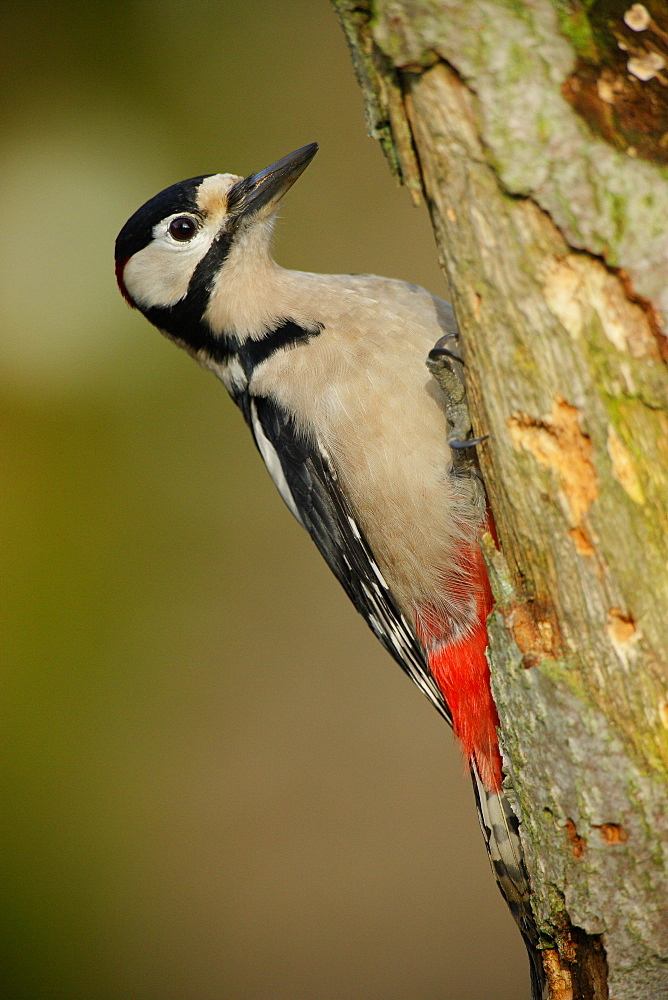 Great Spotted Woodpecker on a tree trunk, Ardennes Belgium 