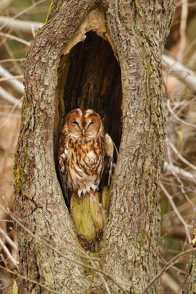 Tawny Owl in hollow tree, Ardennes Belgium 