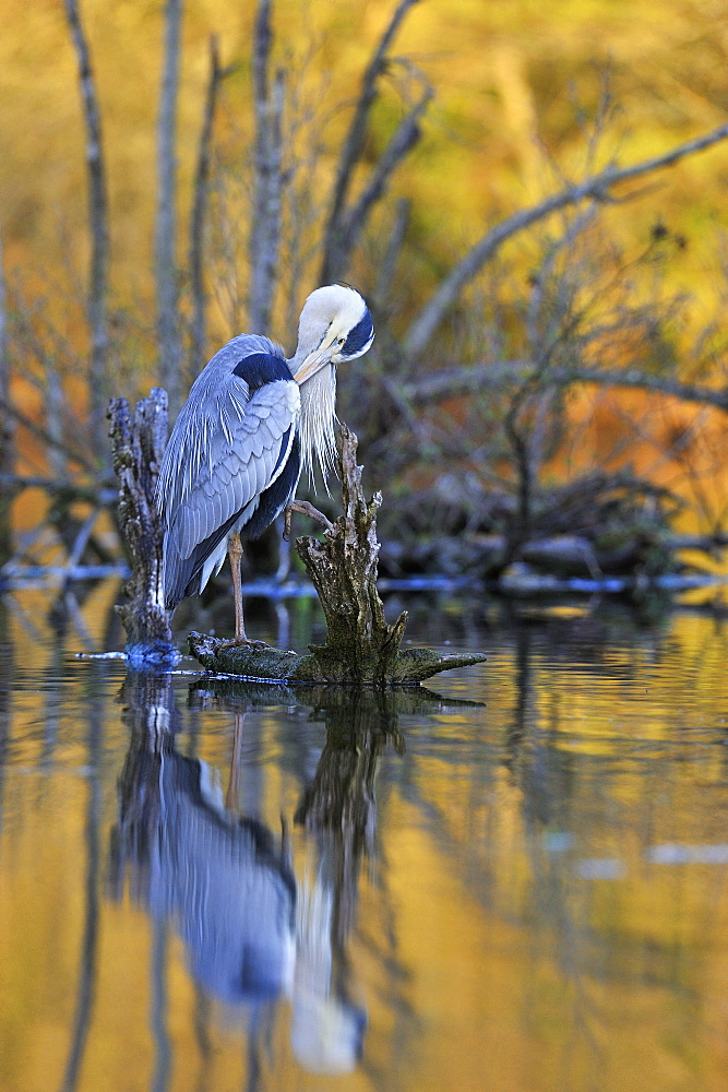 Grey Heron on a stump at Alder lakeside -France 