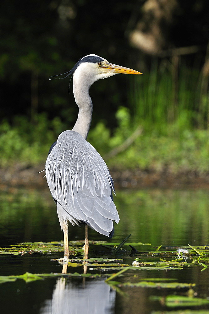 Grey Heron in the leaves of yellow water lily, France 