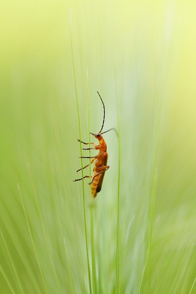 Common Red Soldier beetle on grass, France 