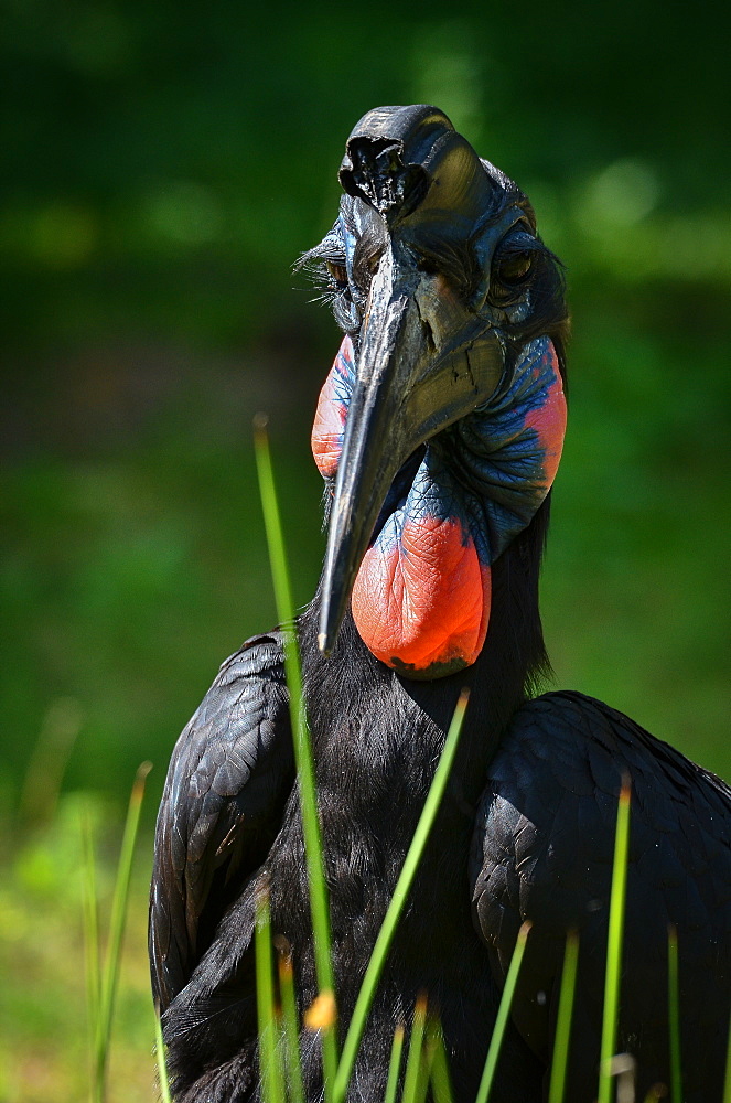 Abyssinian Ground-Hornbill, France Parc des Oiseaux 