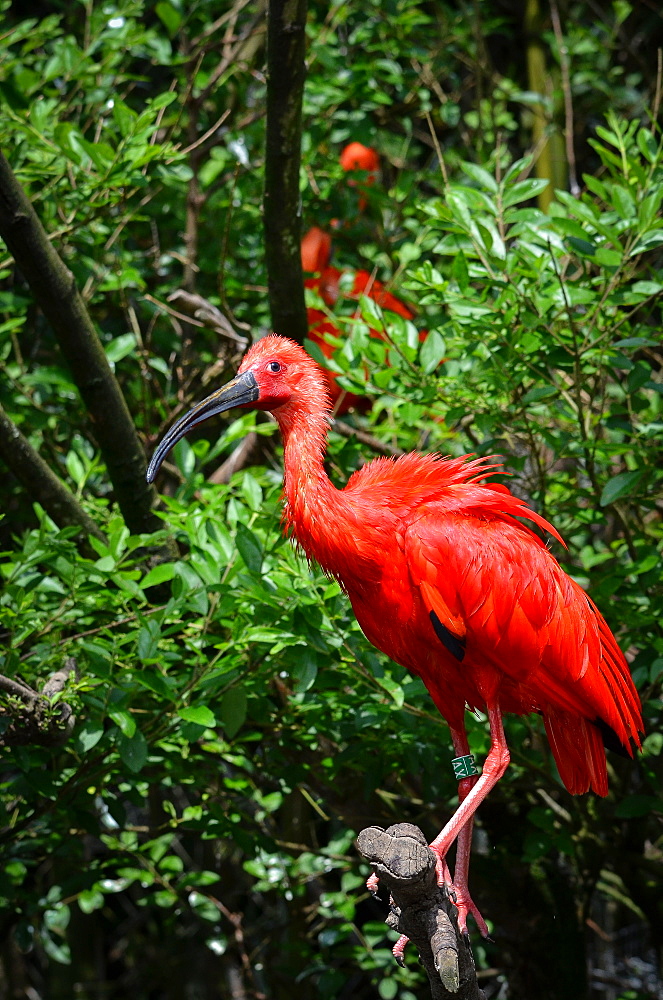 Scarlet Ibis on a branch, France Parc des Oiseaux