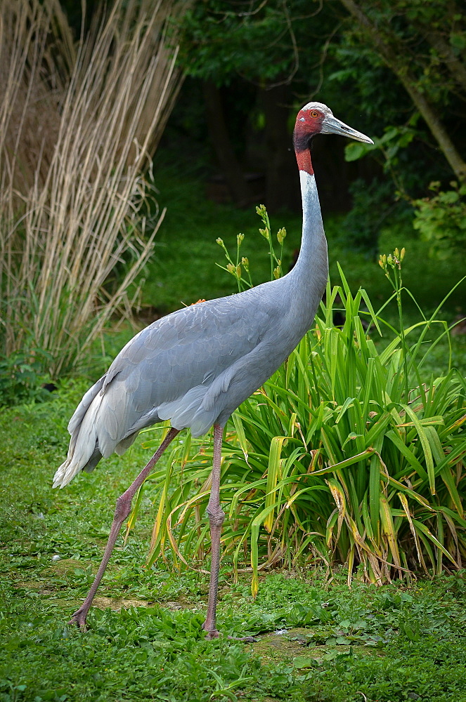 Sarus Crane in the grass, France Parc des Oiseaux 