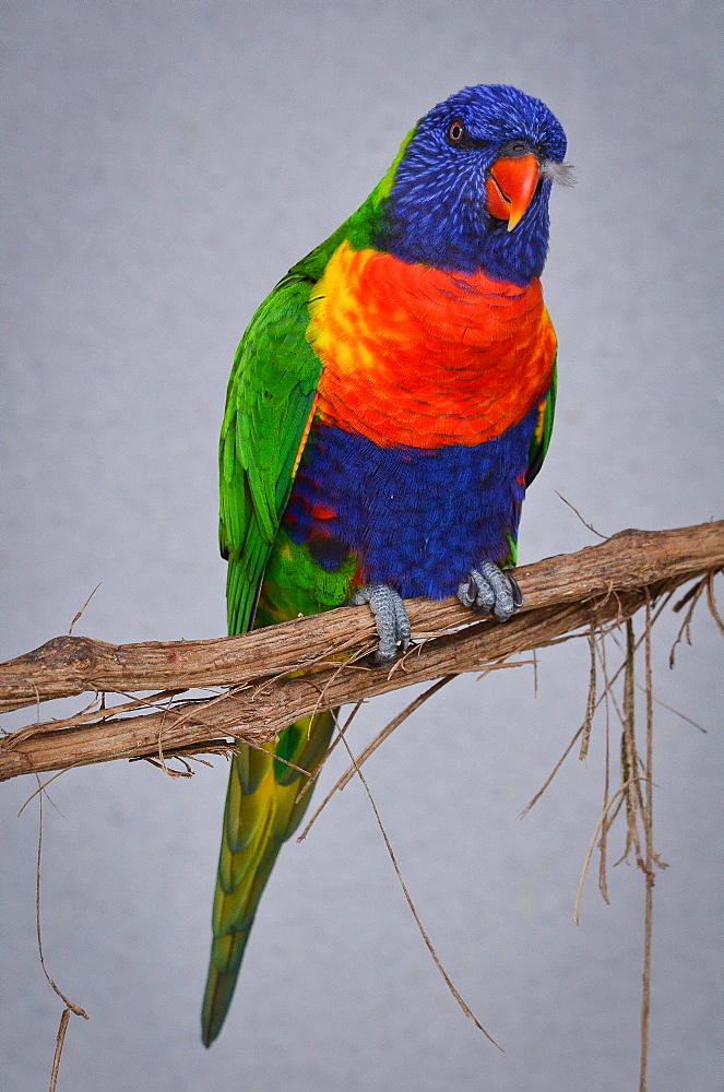 Rainbow  Lorikeet on a liane, France Parc des Oiseaux