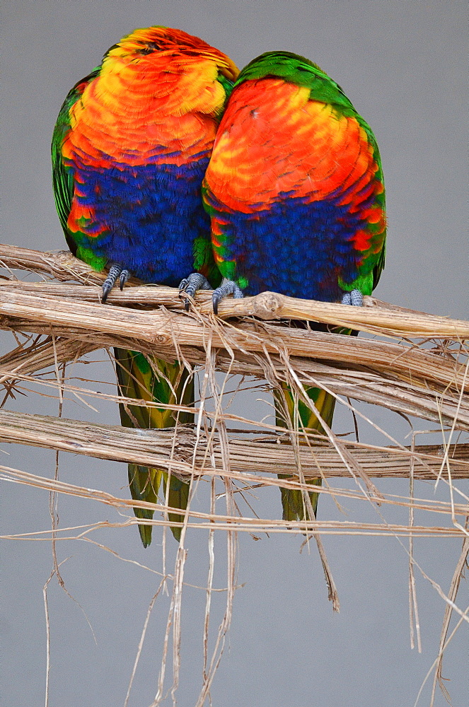 Rainbow  Lorikeets on a liane, France Parc des Oiseaux