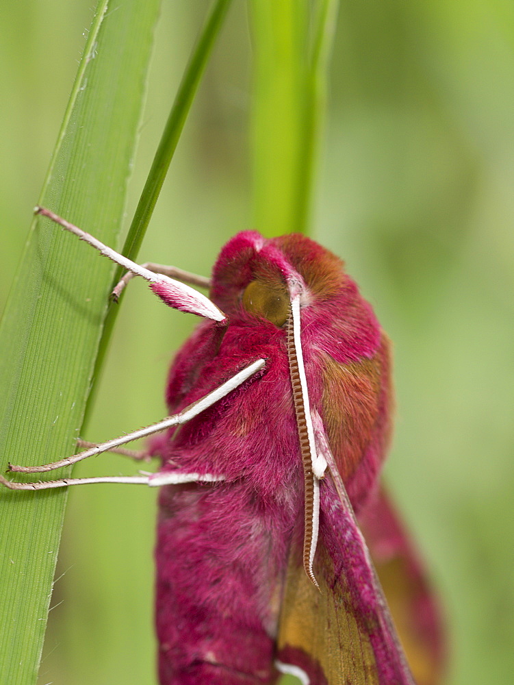 Small Elephant Hawk-moth on blade of grass, France 