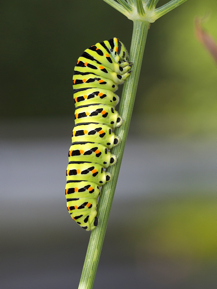 Swallowtail caterpillar on Fennel, Franche-ComtÃ© France