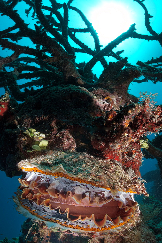 Thorny oyster on reef, Vava'u  Tonga