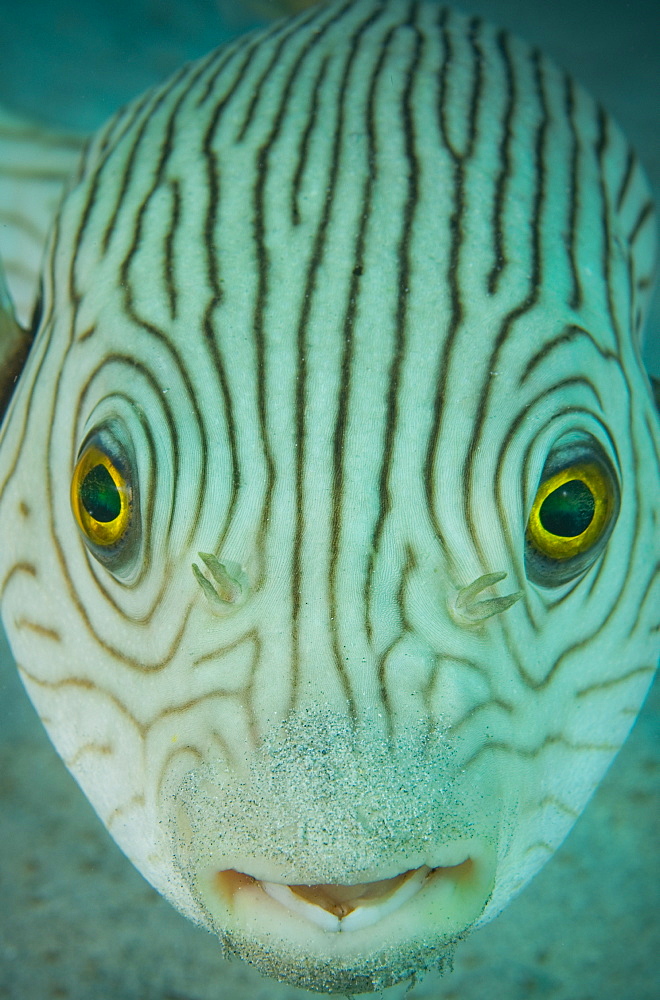 Portrait of Narrow-lined puffer, Tonga