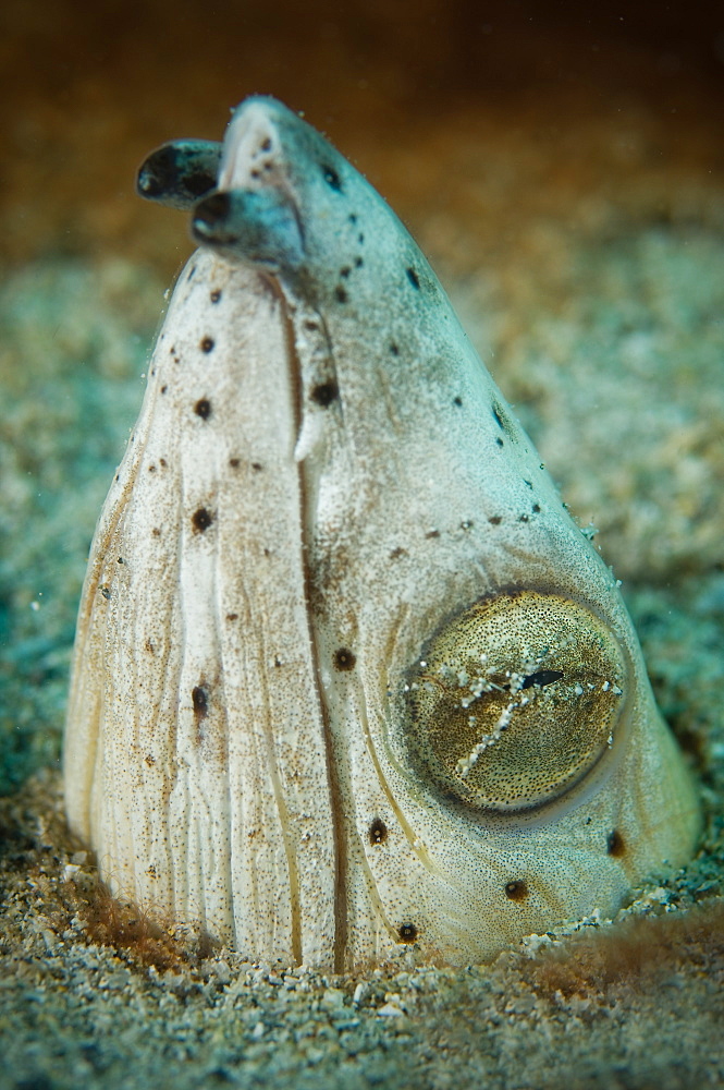 Portrait of Snake eel, Tonga