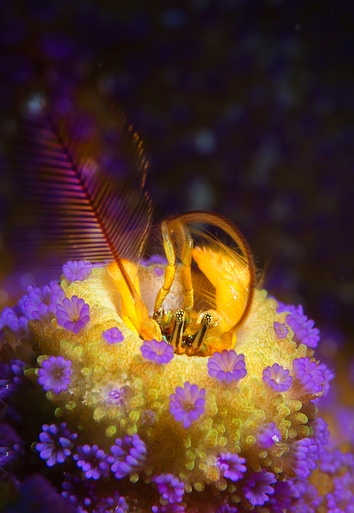 Coral hermit crab and Coral polyps, Haapai Tonga