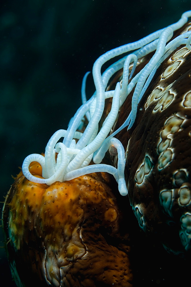 Leopard Sea Cucumber, Tonga