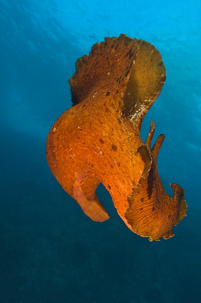 Variable sea hare, Poor Knights Reserve  New Zealand