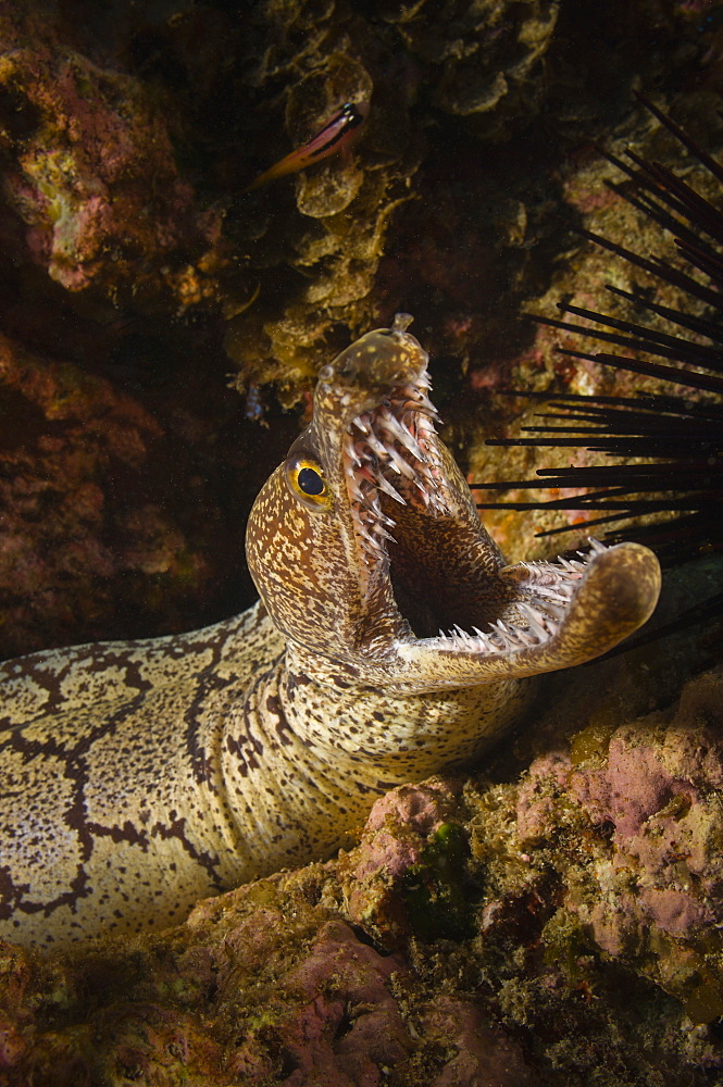 Mosaic moray eel in reef- New Zealand