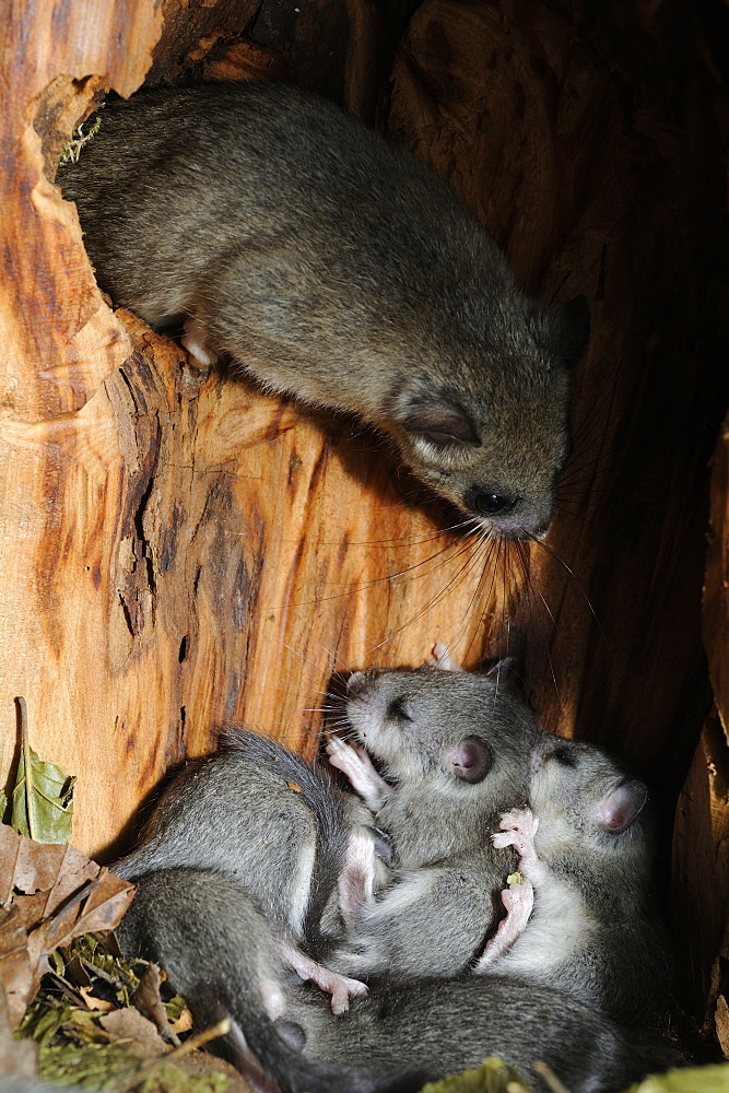 Female and nestlings dormouse, France