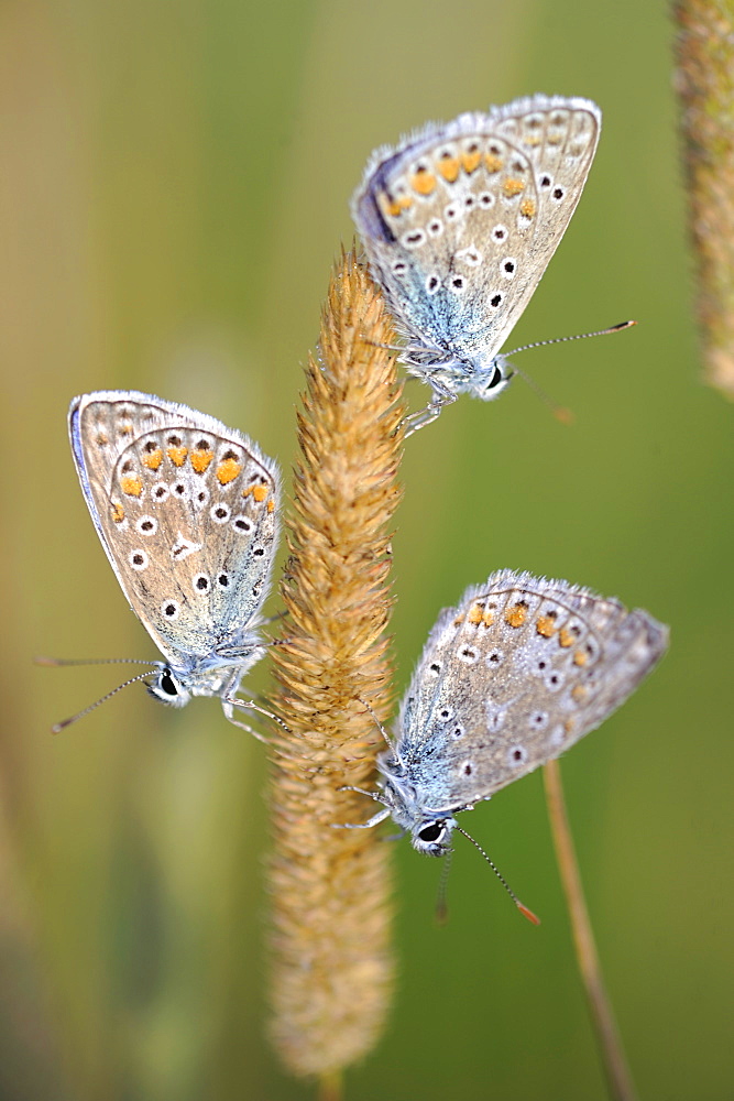 Common Blue on an ear, Lorraine France 