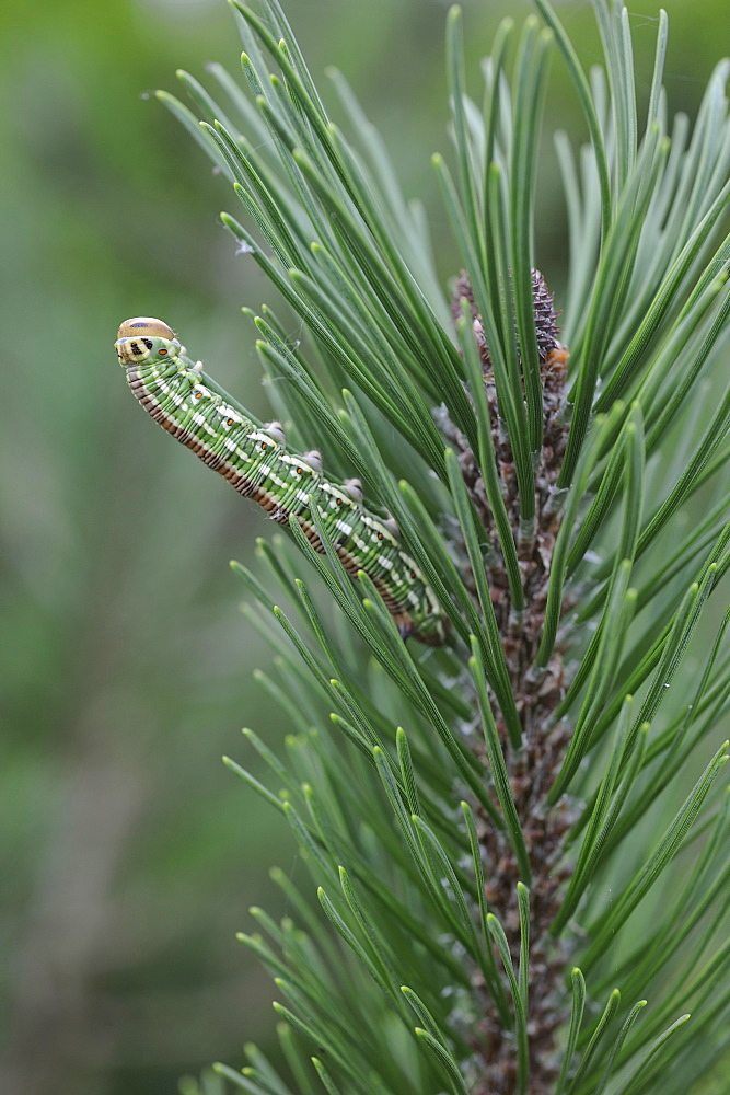 Sphynx caterpillar pine on needles, Lorraine France 