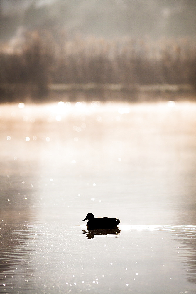 Mallard duck on Lac de Monieux in Vaucluse, France