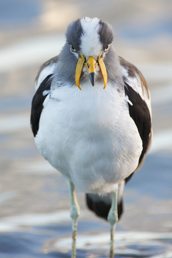 White-crowned Lapwing on bank, Kruger South Africa