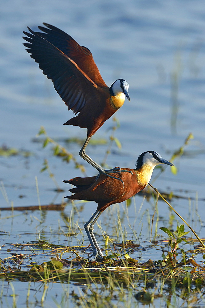 African Jacana mating, Botswana