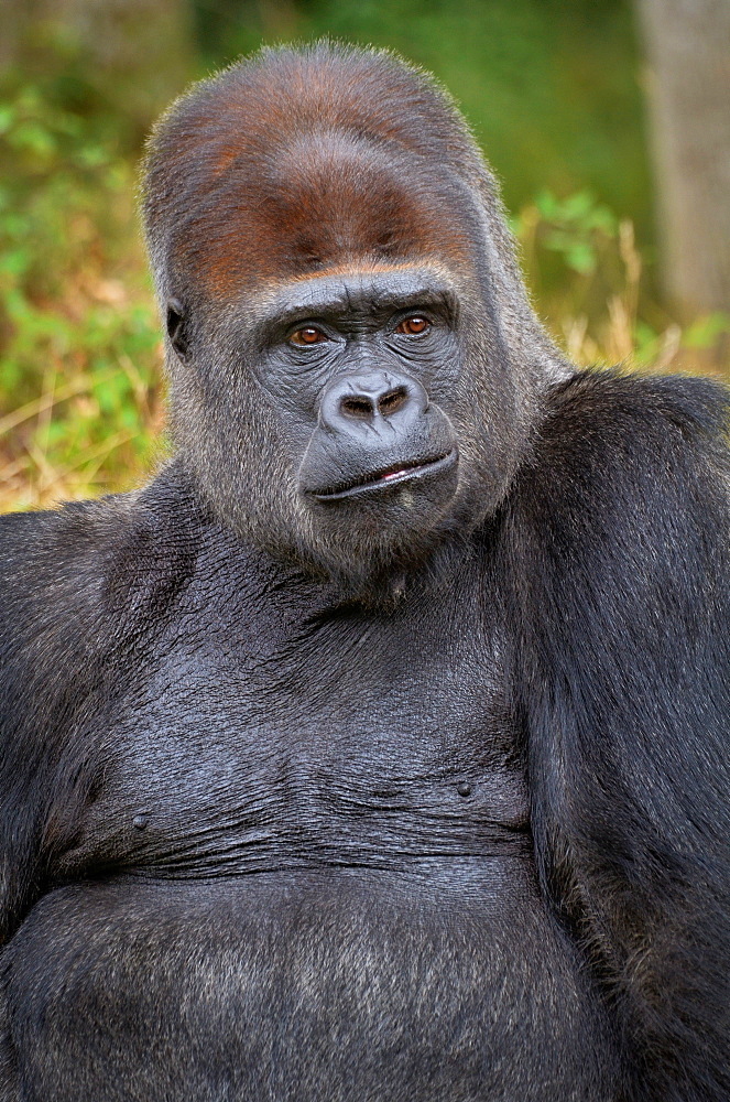 Western Lowland Gorilla, Monkey Valley France 