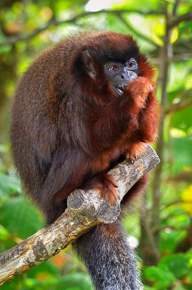 Red Titi Monkey eating a nut, Monkey Valley France