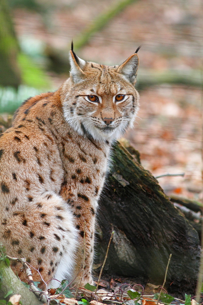 Eurasian lynx on leaves 