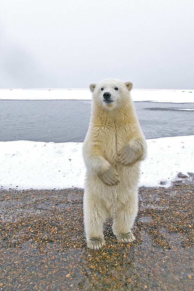 Polar bear at the water's edge, Barter Island Alaska 