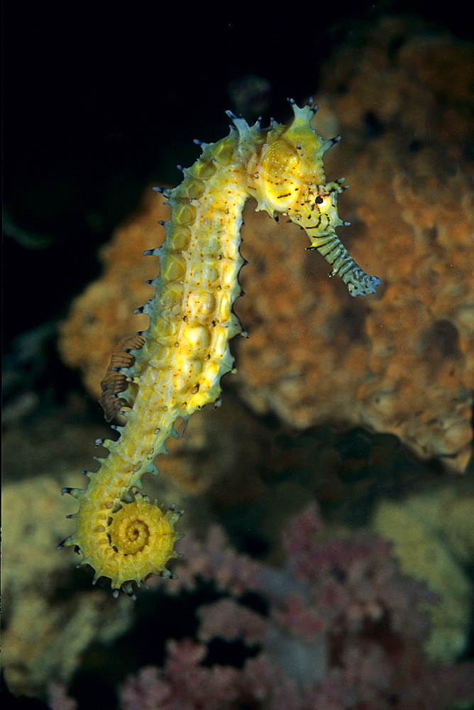 Spiny seahorse in the reef, Red Sea 