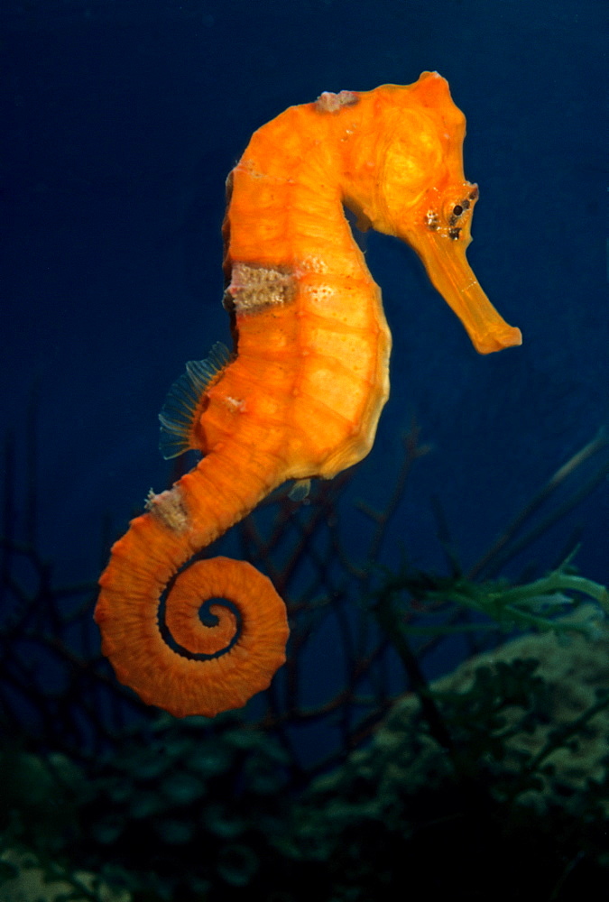 Tiger tail seahorse, Indonesia