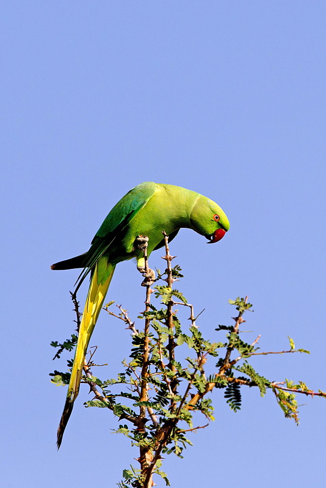 Alexandrine Parakeet on a branch, Bera Rajasthan India 