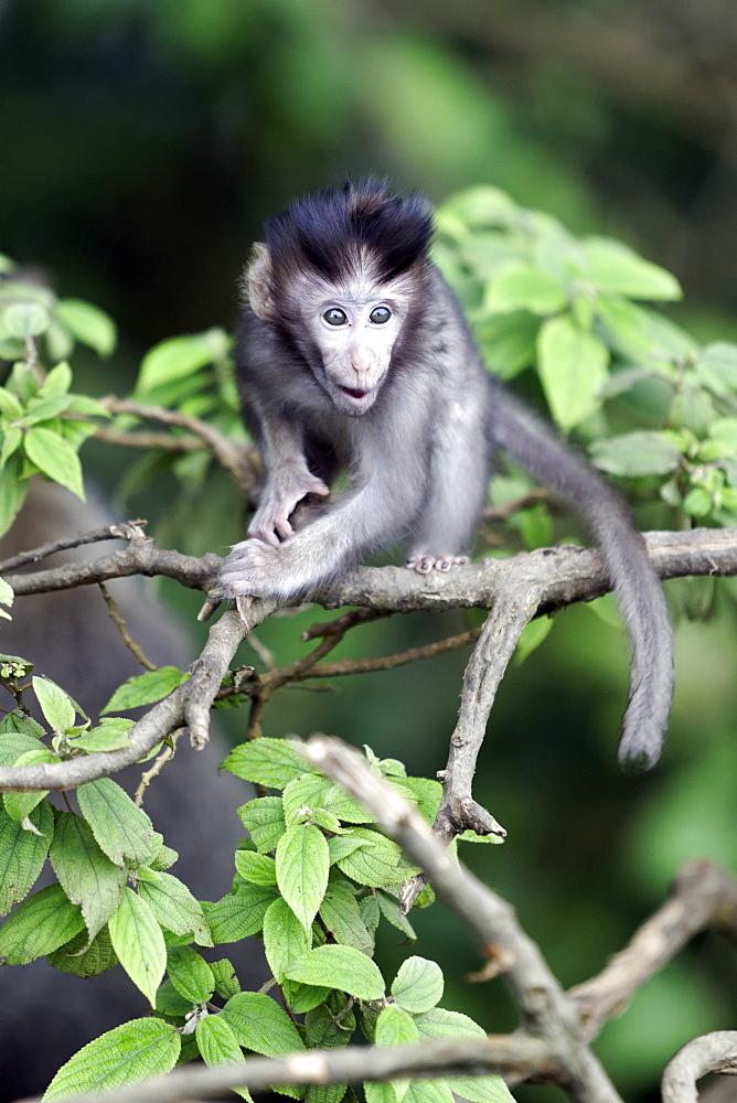 Young Long-tailed macaque on a branch, Indonesia