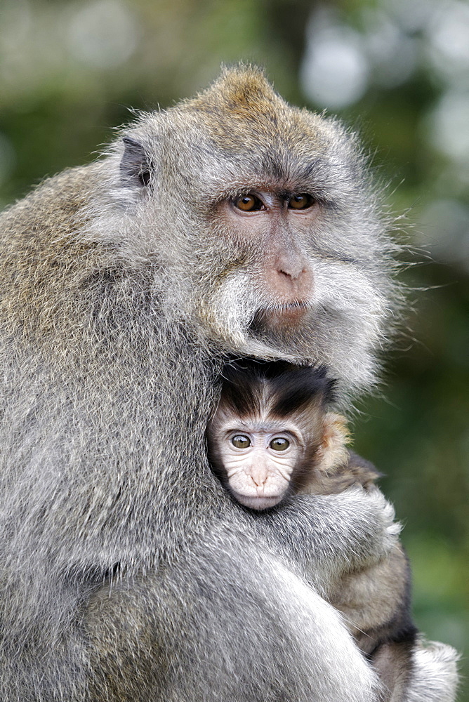 Long-tailed macaque female and young, Indonesia