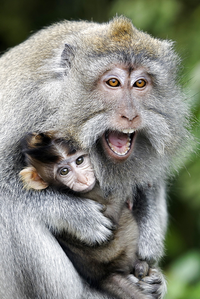 Long-tailed macaque female and young, Indonesia