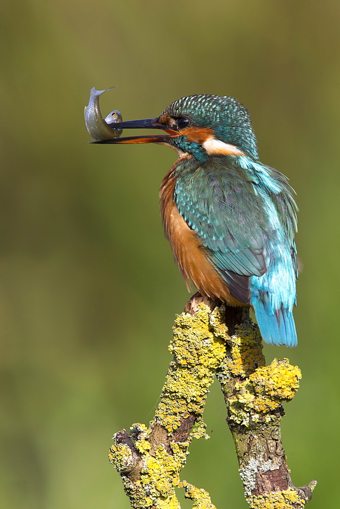 Female Kingfisher with a fish in the bill in autumn, GB